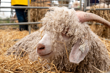 Angora Goat face with curly fleece