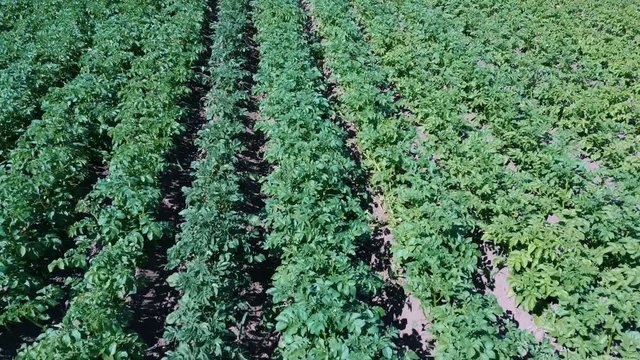 Potato Field Aerial View. Rows of Potatoes in a Field Aerial Dron Shoot. Rows of Green and Organic Potatoes Growing on a Farm on Sunny Summer Day. Green Field of Flowering Potatoes. Young Potatoes Bef
