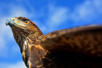 Harris's hawk bird of prey, bird used to prevent incidents at Salgado Filho airport, RS state in Brazil