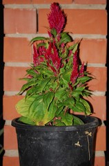 Celosia 'Dragon's Breath' Plant Red Floral