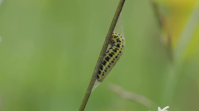 Burnet Moth caterpillar spinning a cocoon on an ox-eye daisy stem.