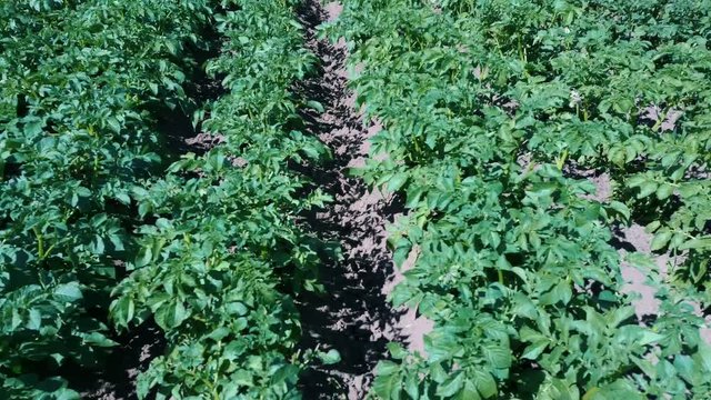 Potato Field Aerial View. Rows of Potatoes in a Field Aerial Dron Shoot. Rows of Green and Organic Potatoes Growing on a Farm on Sunny Summer Day. Green Field of Flowering Potatoes. Young Potatoes Bef