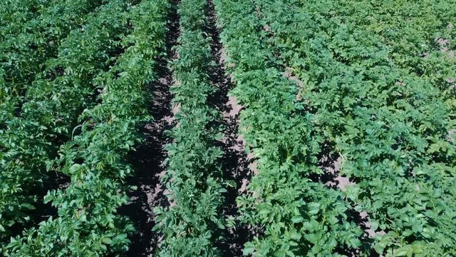 Potato Field Aerial View. Rows of Potatoes in a Field Aerial Dron Shoot. Rows of Green and Organic Potatoes Growing on a Farm on Sunny Summer Day. Green Field of Flowering Potatoes. Young Potatoes Bef