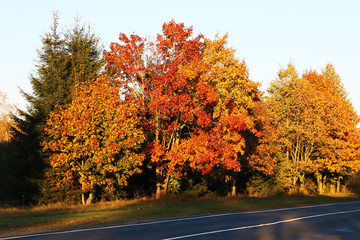 Colorful beautiful golden trees along the road in autumn