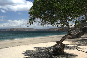 Fototapeta na wymiar White sand beach with coastal tree overhang