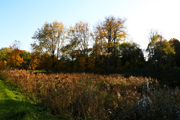 Beautiful yellow, green, red trees against a blue sky in autumn