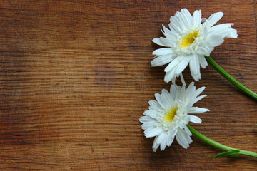 Fototapeta premium Daisies on a wooden background. copy space.