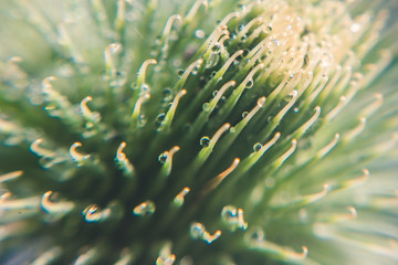 Thorny burdock with drops of morning dew