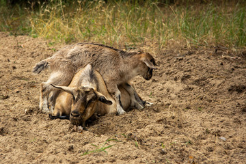Mother goat with a kid is played in the forest