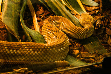 Snake in captivity resting in terrarium