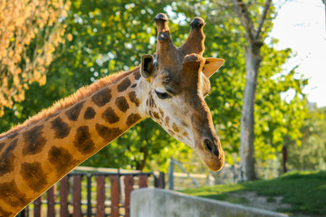 Beautiful short shot of a giraffe (Giraffa camelopardalis rothschildi) with the last rays of sun at sunset