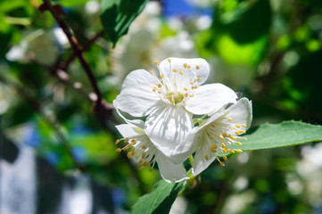 Close-up of white cherry blossom in the park.