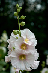 white color alcea, hollyhock flowers closeup