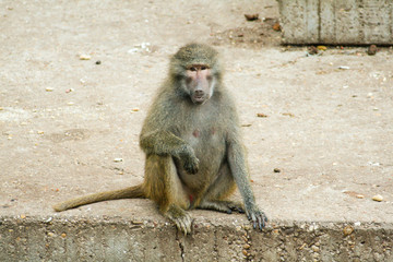 Beautiful female Papion or Baboon posing for the camera, resting on the cement