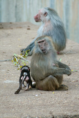 Beautiful Papion Female baboon looking at a young with a male looking in front