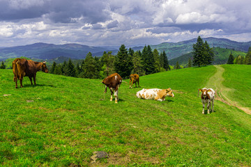 Fototapeta na wymiar Cow in Mountains - Pieniny, Poland