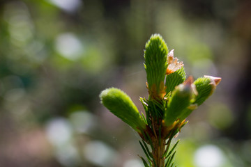 bud of a tree