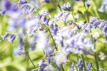 blue flowers in spring