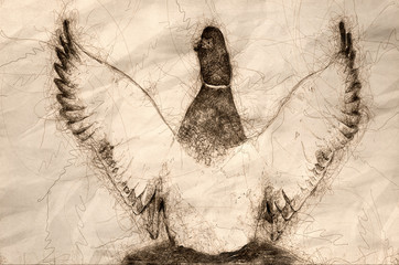 Sketch of a Mallard Duck Stretching Its Wings While Resting on the Water