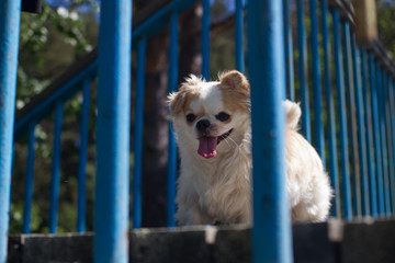 dog breed Chihuahua outdoors in the summer