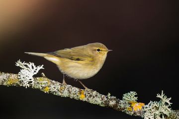 Common Chiffchaff (Phylloscopus collybita), on a twig on uniform dark background