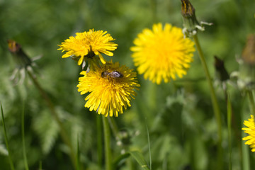 bee collecting honey on a dandelion