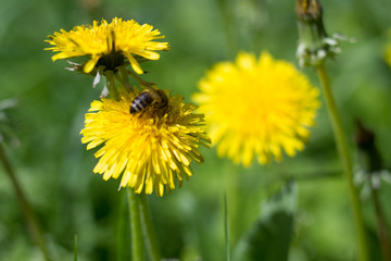 bee collecting honey on a dandelion