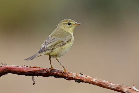 Phylloscopus trochilus, Willow Warbler perched on a branch. Migratory insectivorous bird. Spain. Europe.