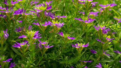 Shot of Colorful Tropical Flowers and Leaves