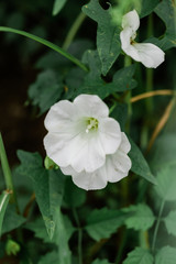 White Petunia Flower