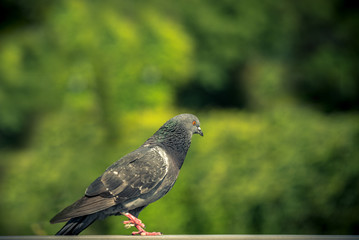 The gray pigeon is walking on the shelf