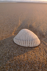 Seashell on the Oregon Coast