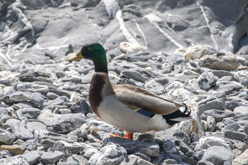 Duck on the rock