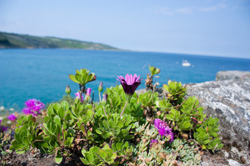 Cornish flowers 1