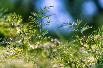 abstract (defocused, blurred) natural floral green background with beautiful bokeh, dew on grass