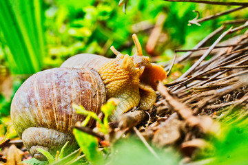 Weinbergschnecken-Liebe vor laufender Kamera