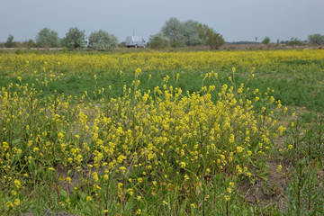 Greenhouses greenhouses glass seedlings of flowers and plants the nature of the greenery growing flora for planting. Exterior view of the white-green greenhouse. Yellow roses lawn .