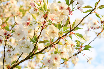 Beautiful background with sakura branches and flowers, Japanese cherry on a sunny spring day