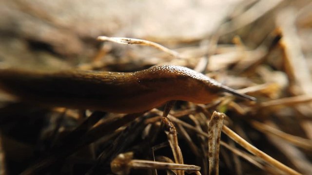 Traveling slug in the same direction
