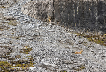 Wild animal on Alps, ibexes on the mountain slope
