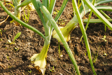 onion growing on the garden
