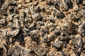 ash of burnt wood