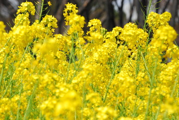 菜の花