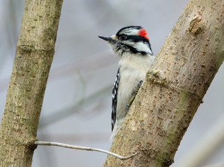 Male Downy Woodpecker