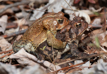 Mating American Toads