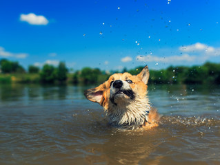 cute red puppy Corgi dogs with large ears swim in a pond ridiculously brushing off splashes and drops from the muzzle in the village on a sunny summer day