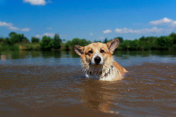 cute redhead Corgi dog puppy swimming in a pond funny wetting the face and ears in the village on a summer sunny hot day