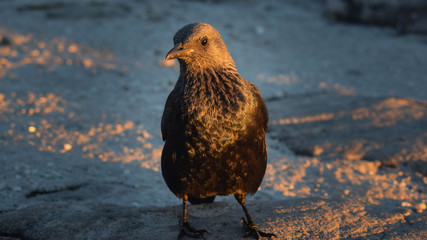 oiseaux 