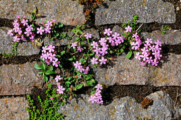 saponaria rosa (Saponaria ocymoides)