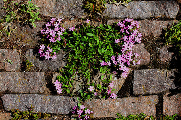 saponaria rosa (Saponaria ocymoides)